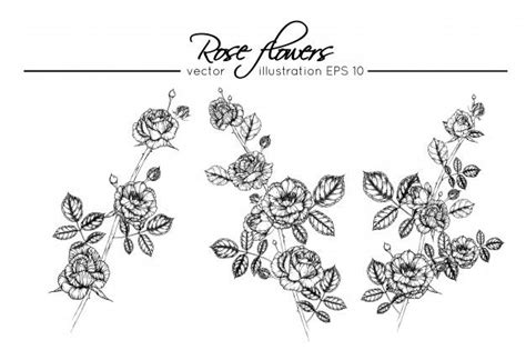 Drawing Rose Flowers