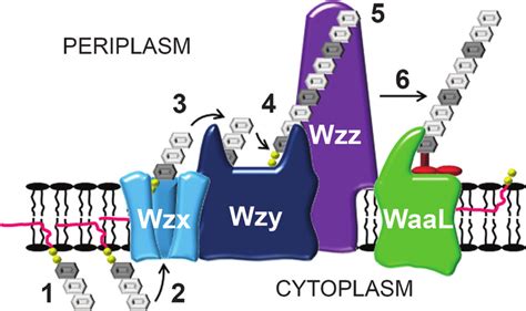 Wzx Wzy Dependent Pathway Diagram Step 1 O Antigen O Ag Repeat Unit Download Scientific