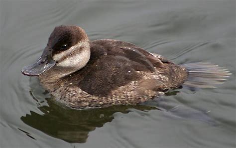 Ruddy duck | bird | Britannica.com