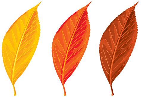 Autumn Spring Winter Seasons Leaf Clip Art Png Transparent