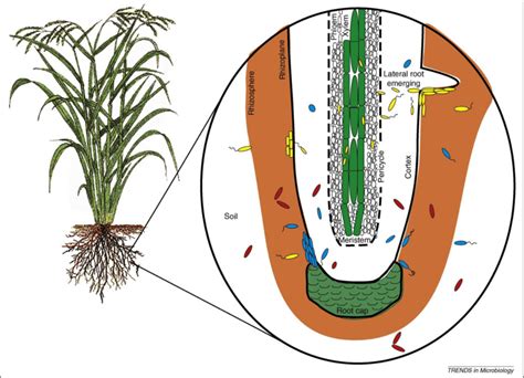 Endophytic Bacteria Root Colonization Process The Red Cells