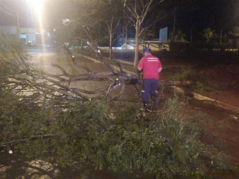 Chuva provocou queda de 11 árvores e danos segundo Defesa Civil O