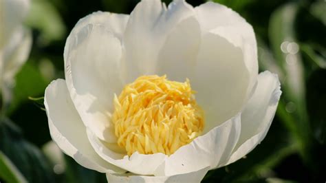 Peony Jan van Leeuwen / Пион Ян ван Леувен - YouTube