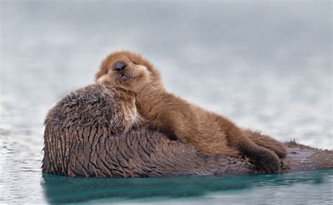 Baby Sea Otter