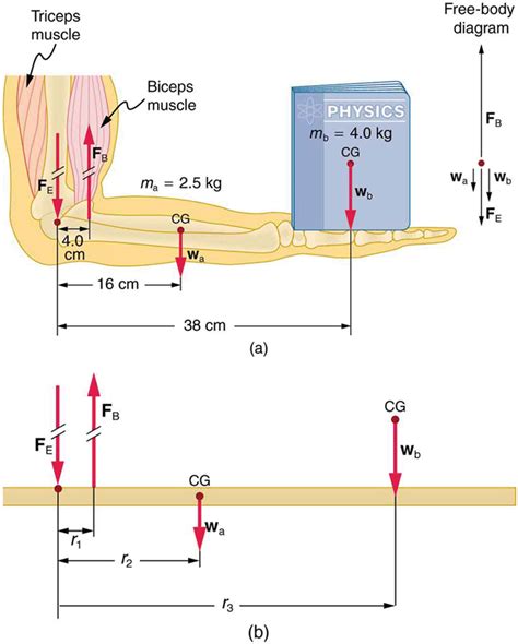 Forces And Torques In Muscles And Joints Biomechanics Of Human