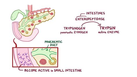 Pancreatic Secretion Video Anatomy Definition Osmosis