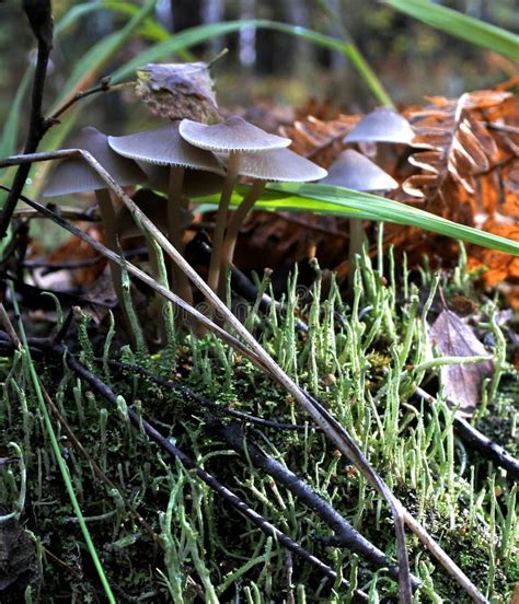 Mushroom Growing On Roots Tree Stock Image Image Of Botany Food