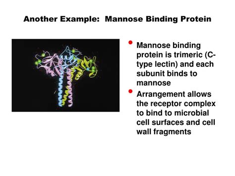 Ppt Principles Of Glycan Recognition Powerpoint Presentation Free