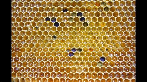 Why Honey Bees Make Hexagonal Honeycomb Cells Youtube