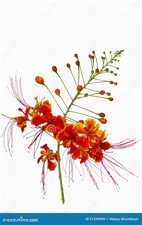 Pride Of Barbados Flower Stock Photo Image Of Bright 31339960