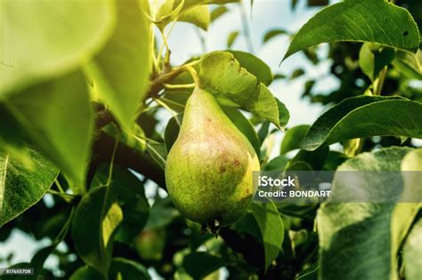 Pir Di Cabang Pir Hijau Unripe Pohon Pir Pir Muda Lezat Tergantung Di