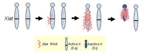 Lecture 11: Non-coding RNAs in Eukaryotes Flashcards | Quizlet