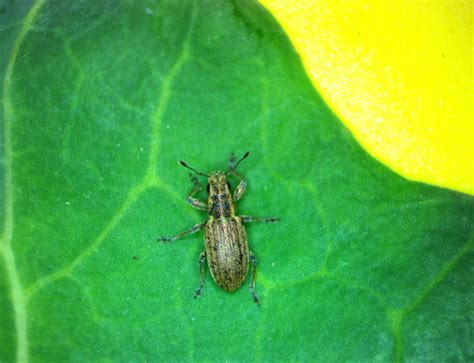 Week 14 Prairie Pest Monitoring Network