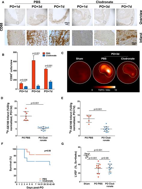 Macrophage Depletion Successfully Reduces Macrophage Accumulation