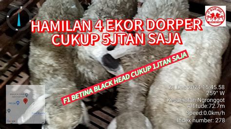 HAMILAN DORPER CUKUP 5JTAN SAJA SUDAH DPT 4 EKOR F1 BLACK HEAD BETINA