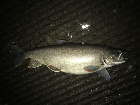 Species #113 — Lake Trout | CaughtOvgard