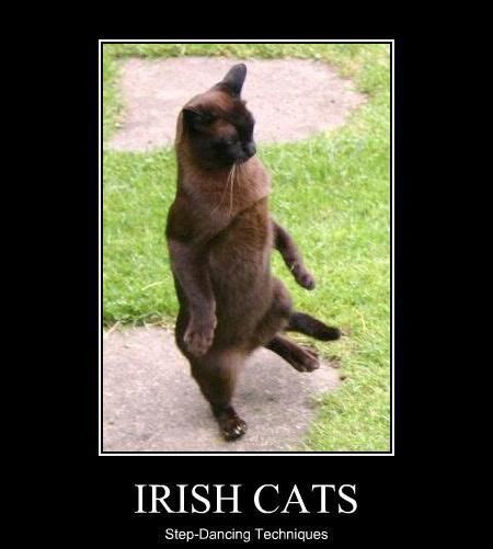 Pin By Kk On Irish Dance Jokes Dancing Cat Cat Steps Cats