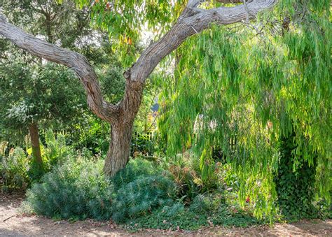 Point Lonsdale Garden Open Gardens Victoria