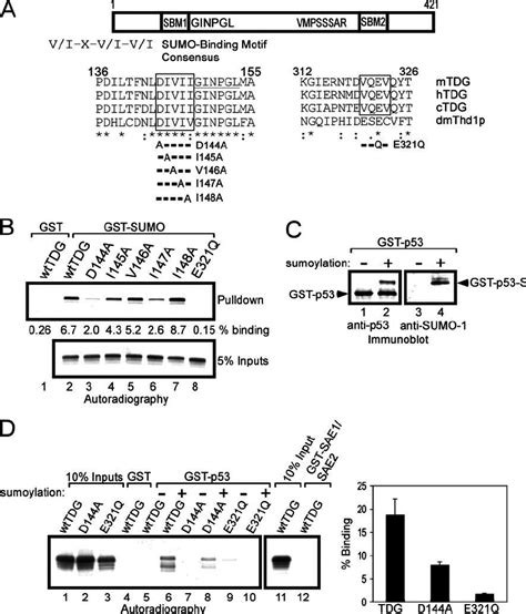 SUMO 1 Binding Activity Of TDG Resides In Amino Terminal And