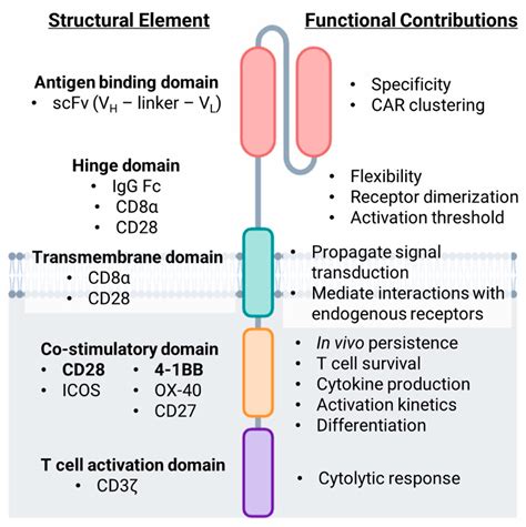 Biomolecules Free Full Text Co Stimulatory Receptor Signaling In