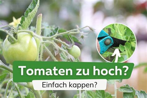 Warum Werden Meine Tomaten Nicht Rot Was Sie Jetzt Tun K Nnen