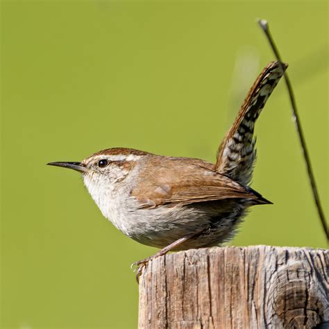 Ten Woodland Bird Songs – Nature in Novato