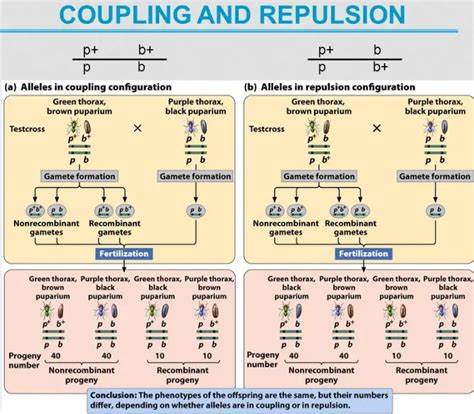 Difference Between Coupling And Repulsion Relationship Between