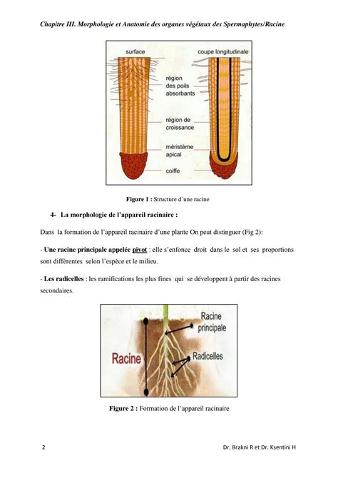 SOLUTION: Morphologie et anatomie de la racine - Studypool