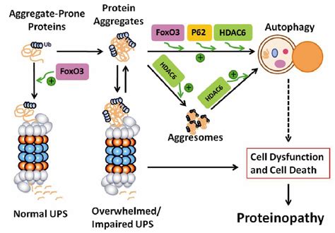 Figure From Interplay Between The Ubiquitin Proteasome System And