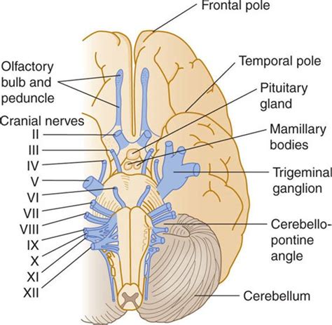 Cranial Nerves Names Of The Cranial Nerves Mnemonic And Off