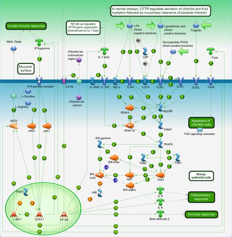 Immune Response Bacterial Infections In Normal Airways Pathway Map