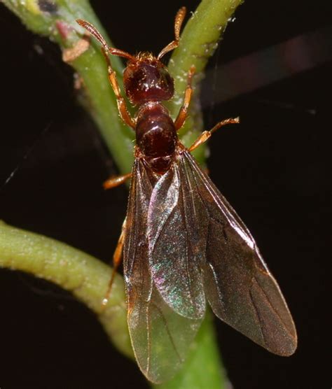 Alate Ant Lasius BugGuide Net