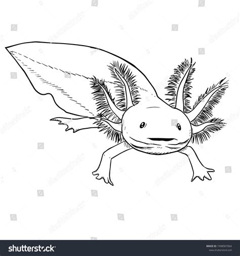 Salamanderaxolotl Vector Hand Drawing Illustration Black Stock Vector (Royalty Free) 1998907064 ...