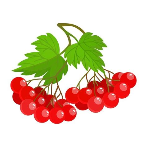 Украинская калина является символом Украины Viburnum opulus Guelder