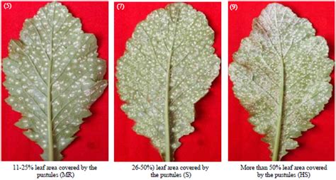 Disease Assessment Key For White Rust Disease Caused By Albugo Candida