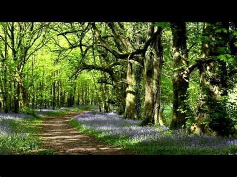 8 Hour Nature Sounds Relaxation Meditation Birdsong Birds Singing