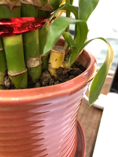 Lucky Bamboo Stems Turning Yellow After I Transferred The Plants In