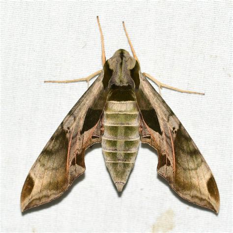 Pandorus Sphinx Moths And Butterflies Of Massachusetts · Inaturalist