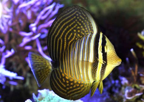 Sail Fin Tang Poissons Marins Poisson Exotique Animaux Aquatiques