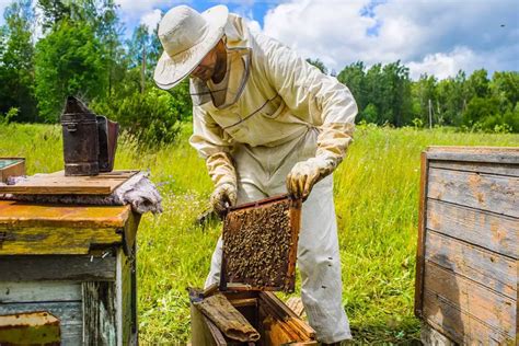 How To Clean Out A Dead Bee Hive Beekeepingabc