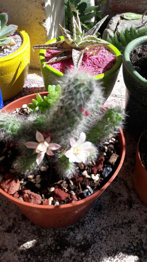 Me Gustan Mucho Los Cactus Mas Cuando Florean Artesanato