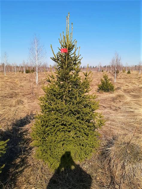 Саженцы сибирской ели от 1 до 6 метров - Сибирский Питомник