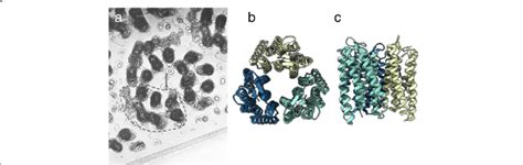 Structure of bacteriorhodopsin. a Part of the 3D potential map of ...