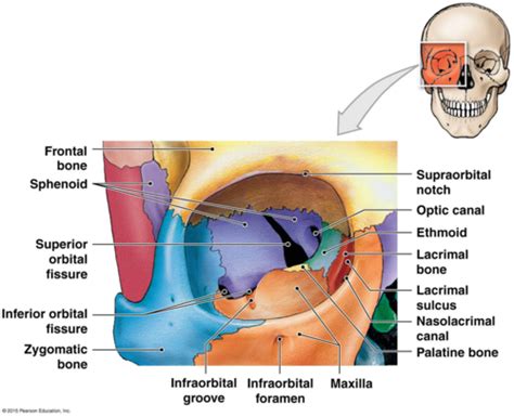 Orbit Eye And Lacrimal System Flashcards Quizlet