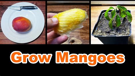 How To Grow A Mango Tree From Seed YouTube