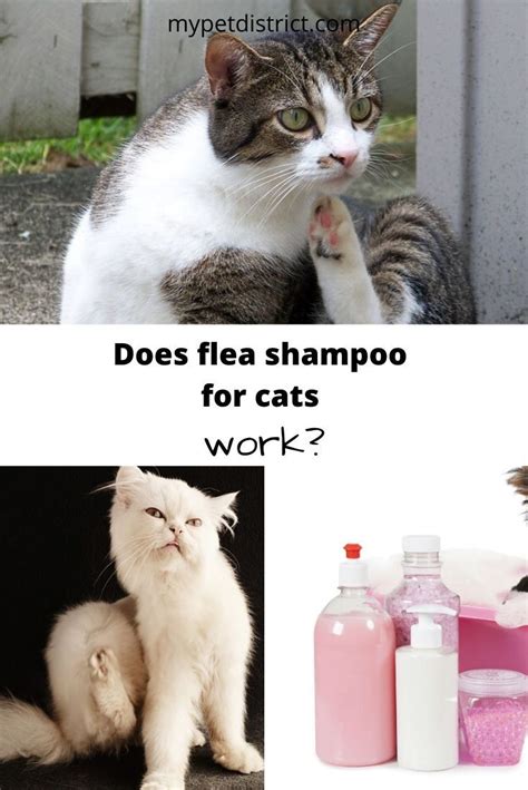 4 Best Flea Shampoos For Cats In 2019 Get Rid Of Fleas Fast Flea Shampoo For Cats Flea