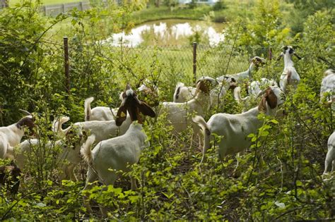 Ogled živali alpake ovce koze osel na kmetiji Mali raj