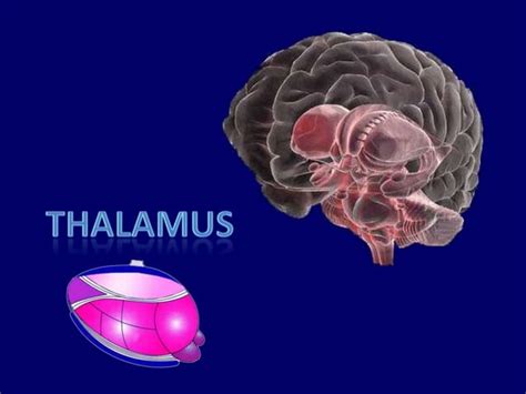 Thalamus Anatomy Of Thalamus Thalamus Ppt Ppt