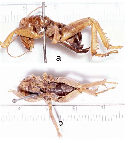 Lectotype mid-late instar female S. sallei. | Download Scientific Diagram