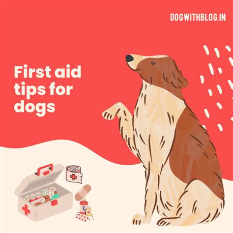 Dog First Aid Kit: What You Need in Your Canine Emergency Kit?